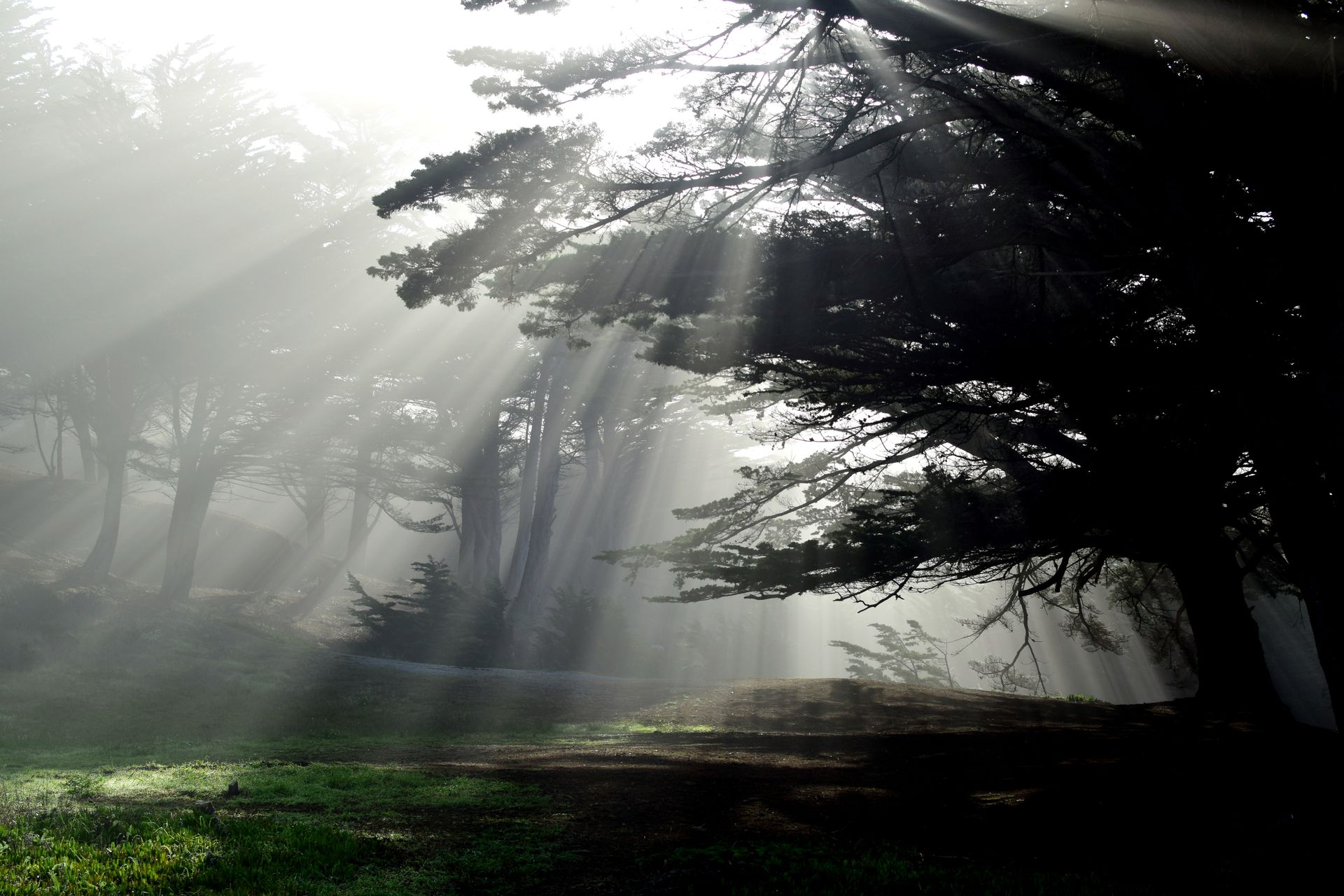 Morning sunlight filtering through a misty woodland