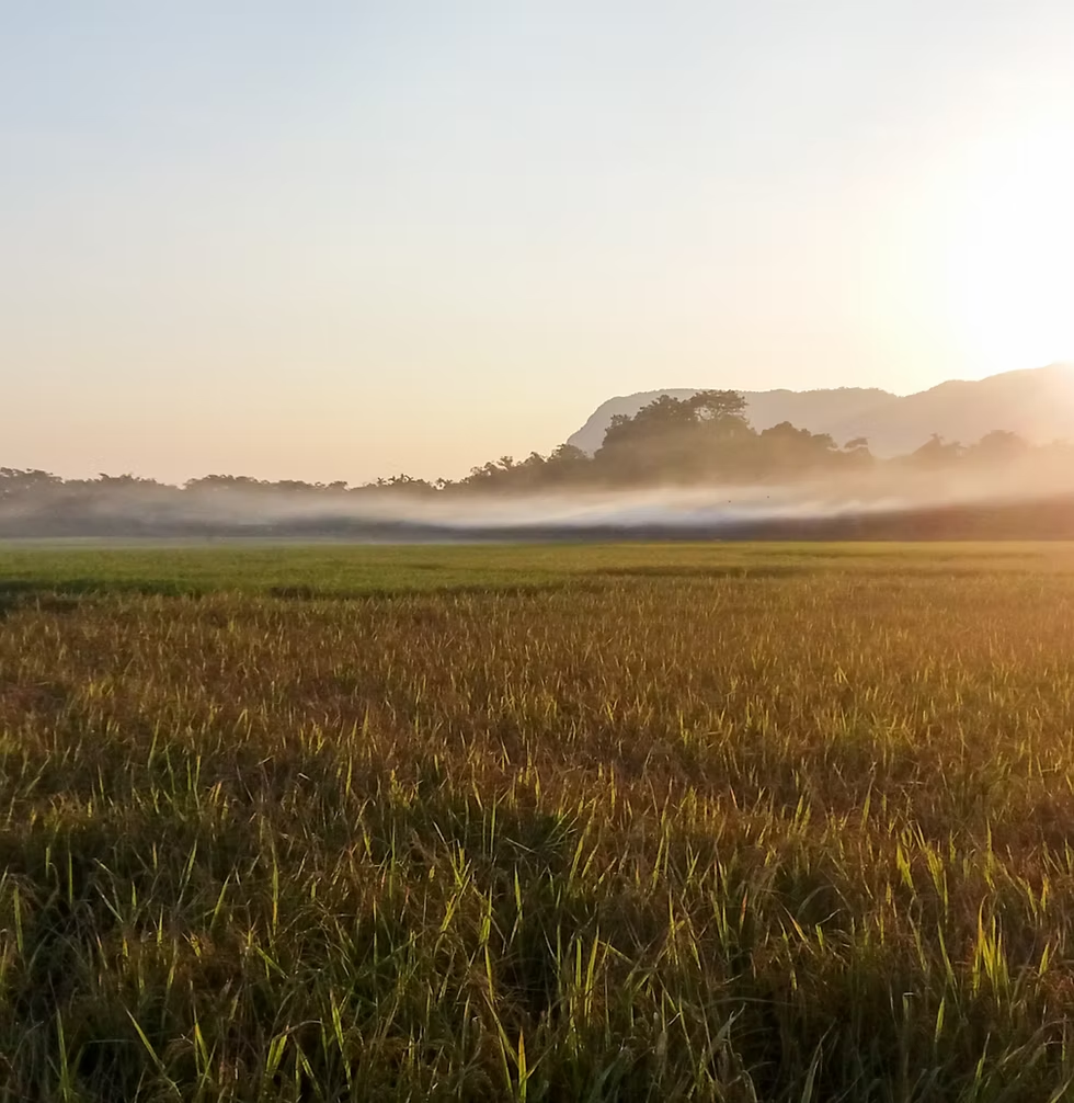 Morning light over the rice fields of Japan